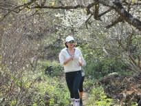 Bella Mai giữ sức khỏe mùa dịch, chạy bộ 10km trong vườn mận phủ trắng xóa ở Mộc Châu